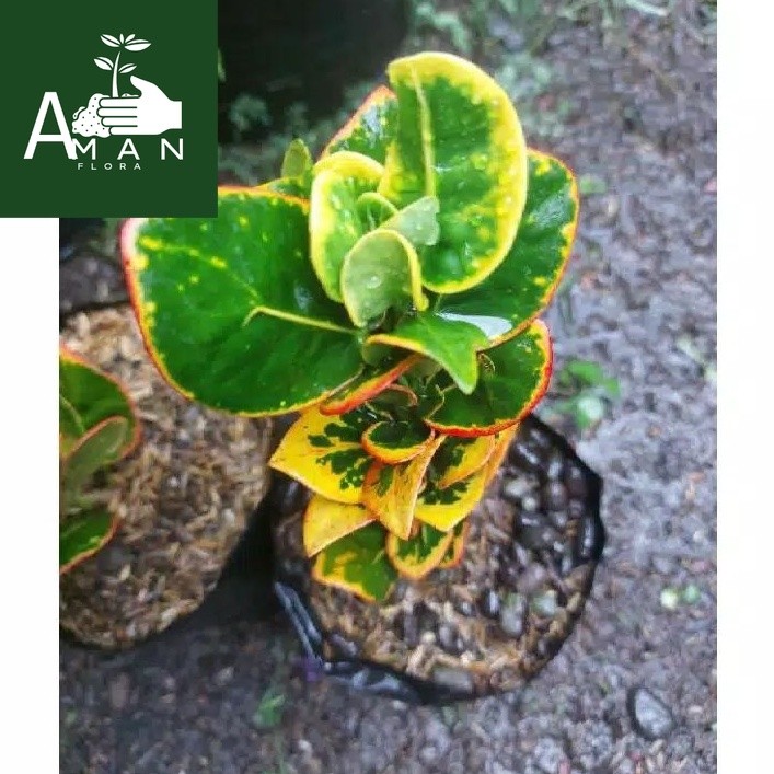 ` ( BISA COD ) Tanaman Hias Puring Apel Koin / Pohon Puring Koin / Tanaman Hidup Puring Apel Koin / 