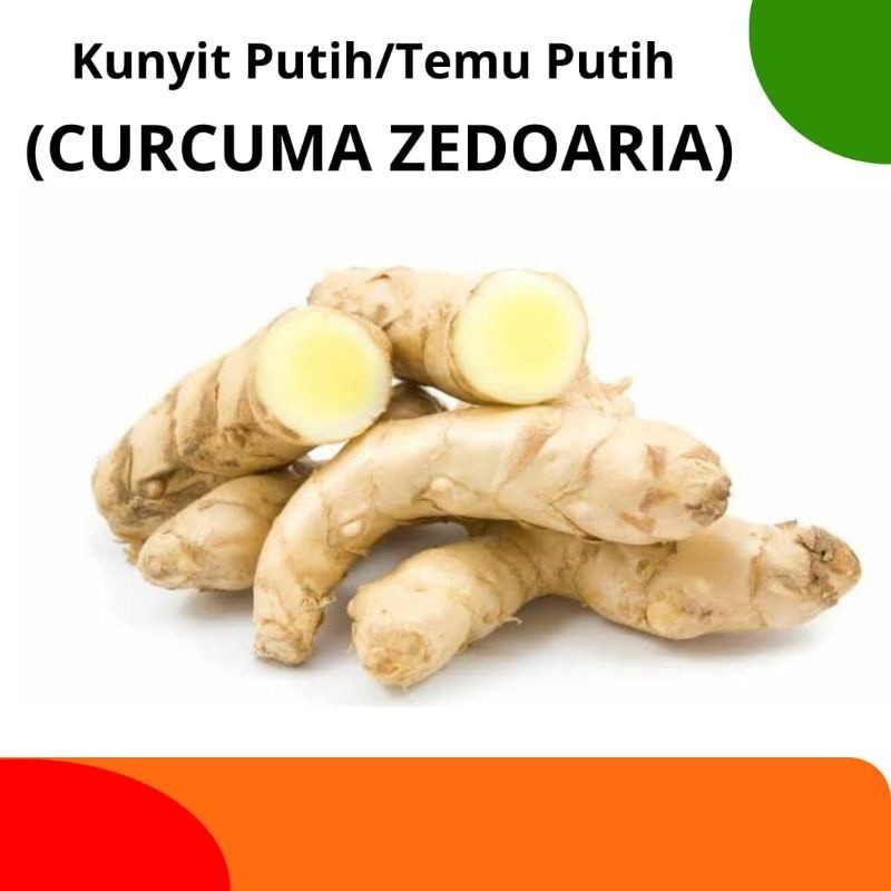 

Ready stok Temu Putih Segar 1kg Curcuma Zedoaria Kunyit Putih
