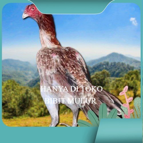 

telur ayam shamo eropa ori petarung bisa untuk di tetaskan bibit.mulur