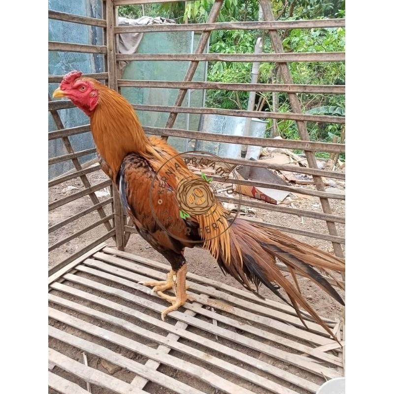 

(10 butir) Telur Ayam Ekor Lidi Untuk Di tetaskan KURNIA PRATAMA ID