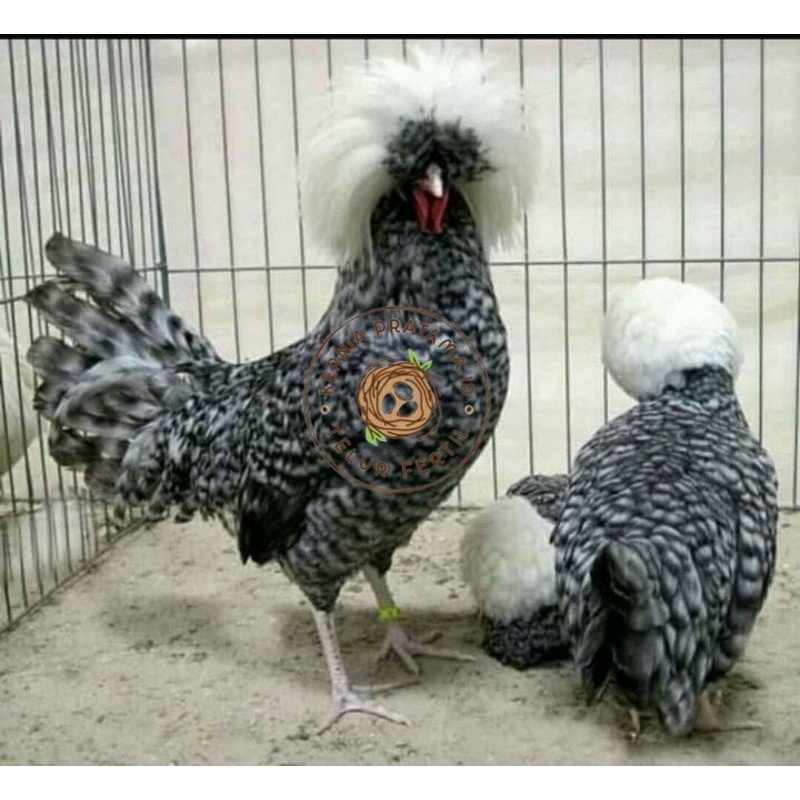 

TELUR AYAM HIAS POLAND BULU WALIK / BULU ORI untuk di tetaskan KURNIA PRATAMA ID