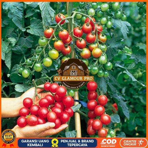 Bibit Tanaman Cerry Tomat / Ceri Tomat Rimbun Bibit Tanaman Super Unggul CV GLAMOUR PRO