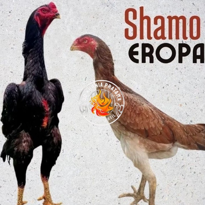 

telur ayam shamo eropa Ori petarung bisa untuk di tetaskan UD KURNIA PRATAMA