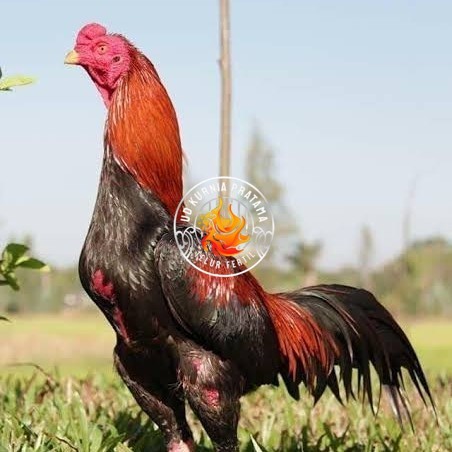 

Telur ayam bangkok super petarung aduan fertil siap ditetaskan UD KURNIA PRATAMA