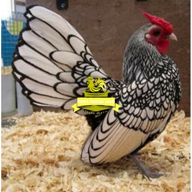 

TELUR AYAM HIAS BATIK ITALY,AYAM BATIK KANADA KURNIA PRATAMA ABADI