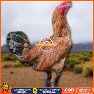 

telur ayam pama ninja berkualitas unggul CV GLAMOUR ID