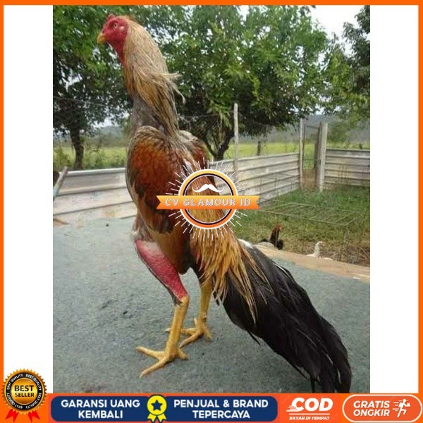 

TELUR AYAM BANGKOK WIRING SPEED UNTUK DI TETASKAN CV GLAMOUR ID
