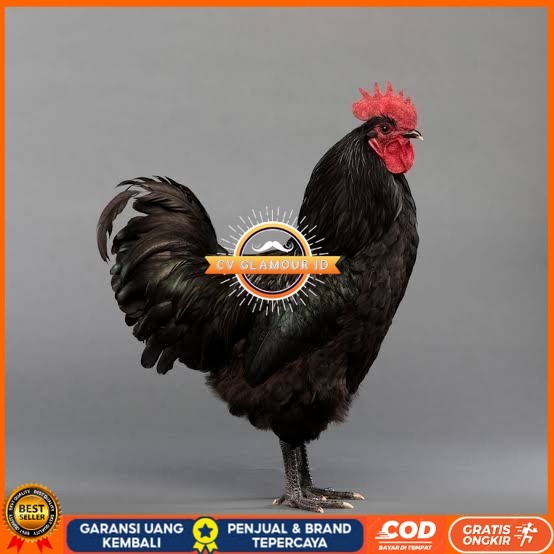 

Telur ayam hias black australorp fertil siap ditetaskan CV GLAMOUR ID