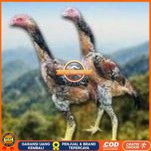 

telur tetas ayam shamo super berkualitas unggul CV GLAMOUR ID