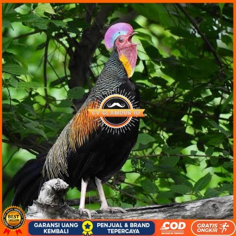 

Telur ayam hutan x jawa / telur ayam hias / telur fertil siap cod CV GLAMOUR ID