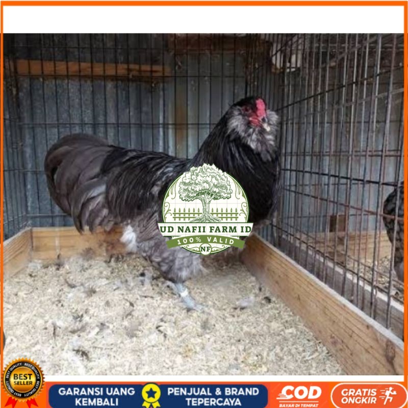 

TELUR AYAM HIAS AMERAUCANA UNTUK DI TETASKAN UD NAFII FARM ID