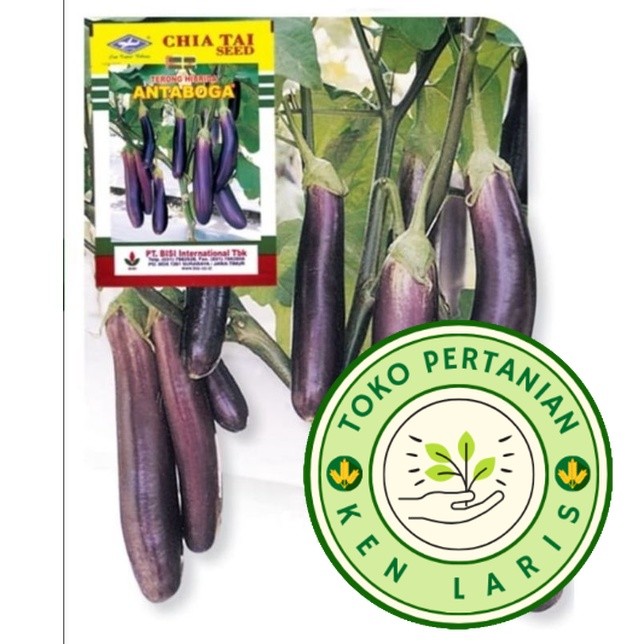 Benih Terong Ungu Antaboga F1 Repack Cap Kapal Terbang Original - Terong Antaboga Hibrida