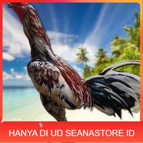 

telur ayam Bangkok mangon ORI (Telur fertil) UD SEANASTORE ID