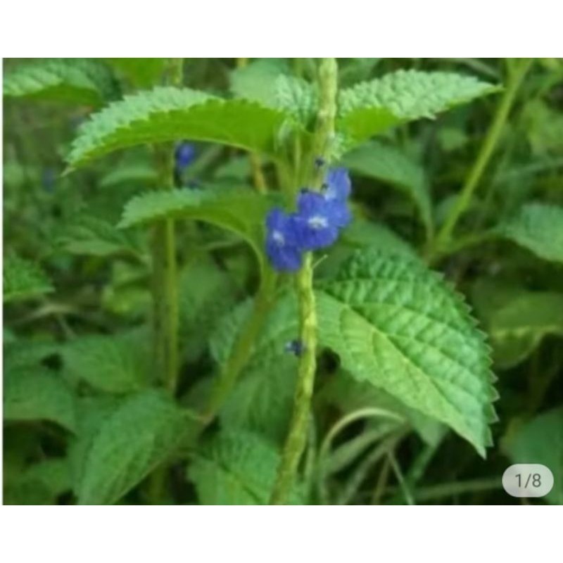 

AZ bibit daun jarong pecut kuda 15 pohon