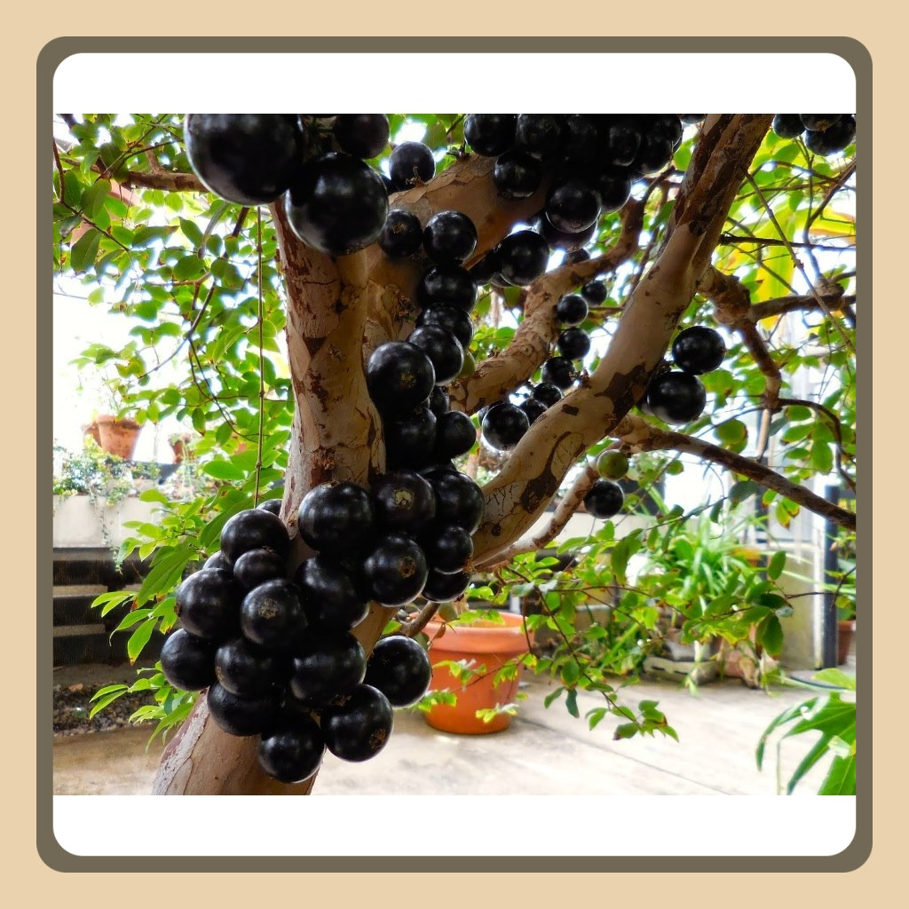 

PERNAH BERBUAH Anggur Brazil BATANG BESAR