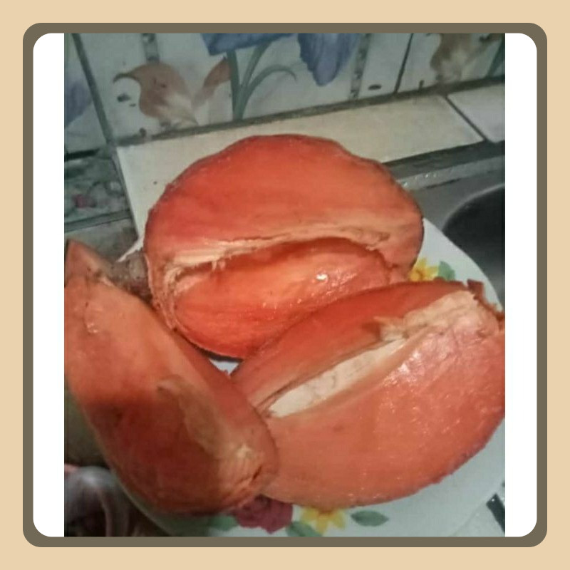 

Ready Buah Mamey Sapote Magana