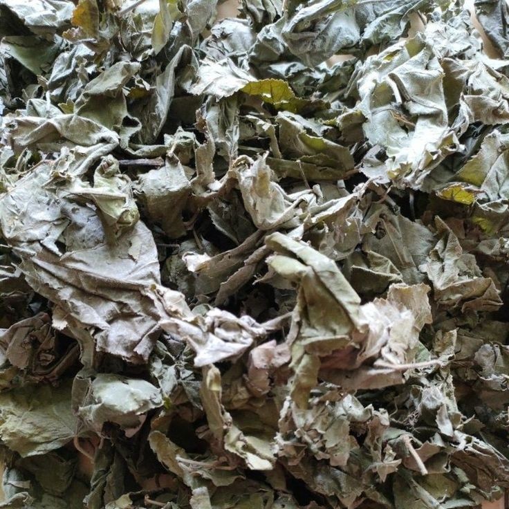 

MURAH daun jati belanda 100gr