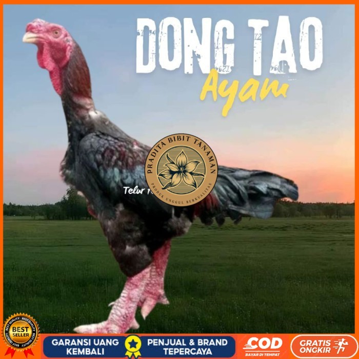 

telur ayam dong tao Vietnam ori bisa untuk di tetaskan original berkualitas PRADITA BIBIT TANAMAN