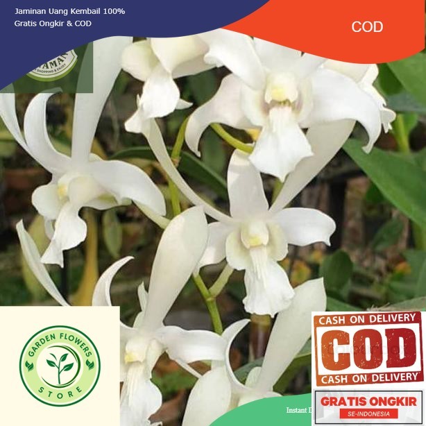 tanaman hias anggrek dendrobium caesar white/capung jawa