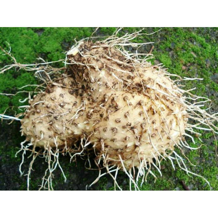 

1kg Umbi Gadung Segar organik obat herabl kusta dll