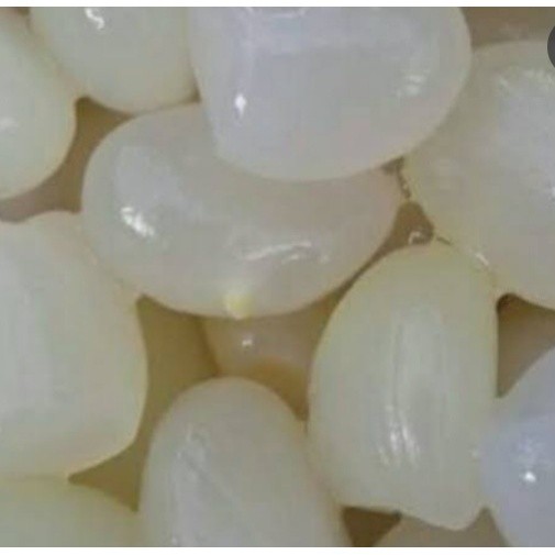 

Cahayadstore Kolang Kaling Segar 1 Kg Kolangkaling Fresh