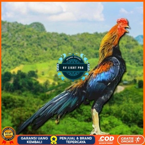 

telur ayam ekor lidi original bisa untuk di tetaskan CV LIGHT PRO