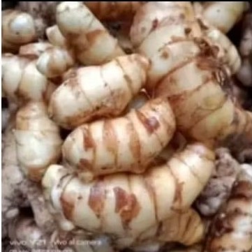 

Temu putih/kunyit putih asli dan segar alami obat herbal . 1000 gram