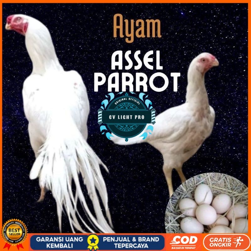 

telur ayam hias assel parrot untuk di tetaskan CV LIGHT PRO