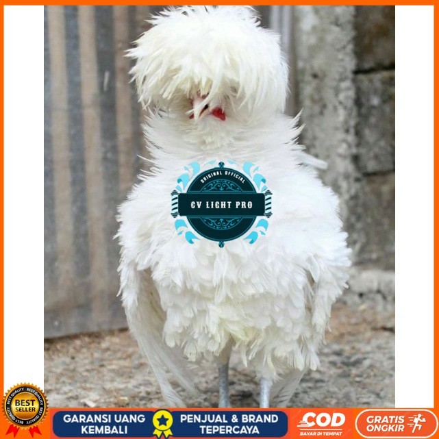 

TELUR TETAS AYAM HIAS POLAND LUCU IMUT MURAH GROSIR UNTUK DI TETASKAN CV LIGHT PRO
