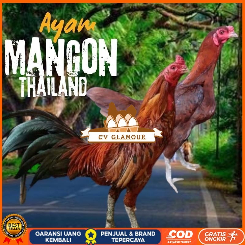 

telur ayam mangon Ori Thailand petarung bisa untuk di tetaskan CV GLAMOUR