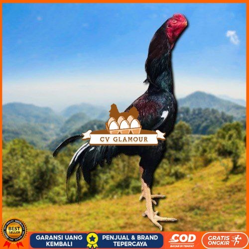 

telur tetas ayam shamo ukuran besar CV GLAMOUR