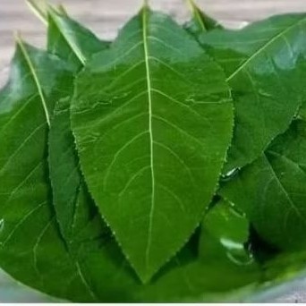 

Daun Aprika segar 250 gram. di petik saat orderan masuk