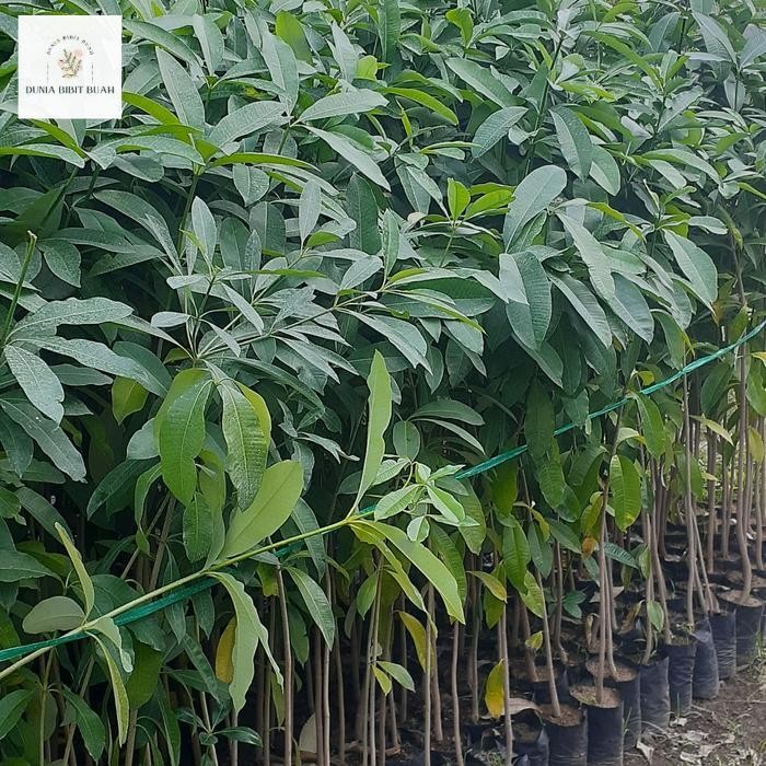 Bibit Pule Ukuran 150 Cm Batang Besar | Bibit Pohon Pule Penghijauan | Tanaman Pule