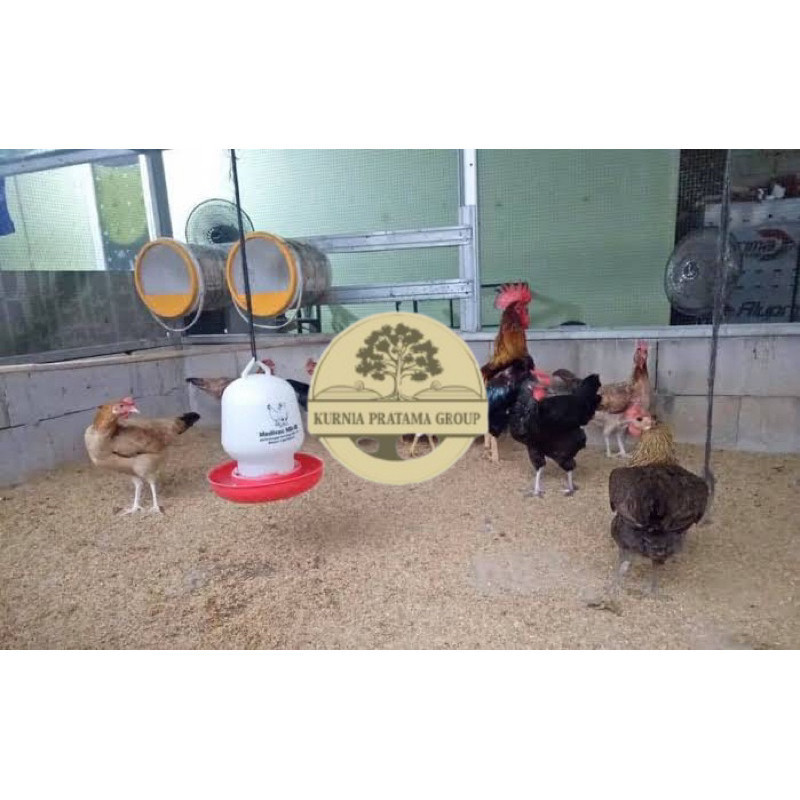 

TELUR FERTIL AYAM AKY YUDISTIRA INDUKAN MULTIGUNA TERSELEKSI UNTUK DITETASKAN KURNIA PRATAMA GROUP