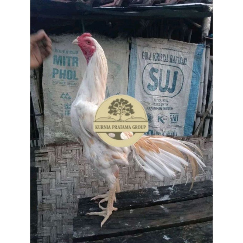 

TELUR FERTIL PLUCKER PAKOY ISTIMEWA KURNIA PRATAMA GROUP