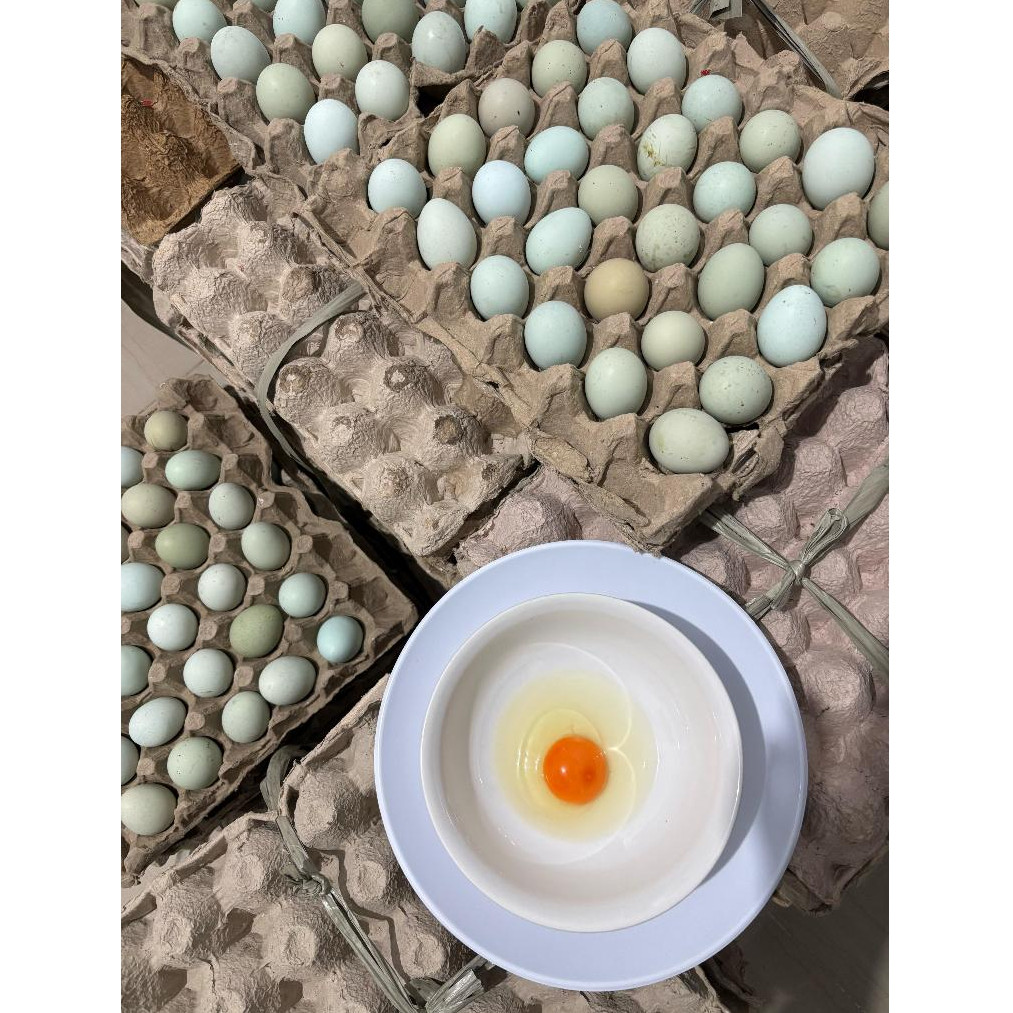 

Telur Hijau dari Ayam Hitam Cemani Rendah Kolesterol isi 30 butir