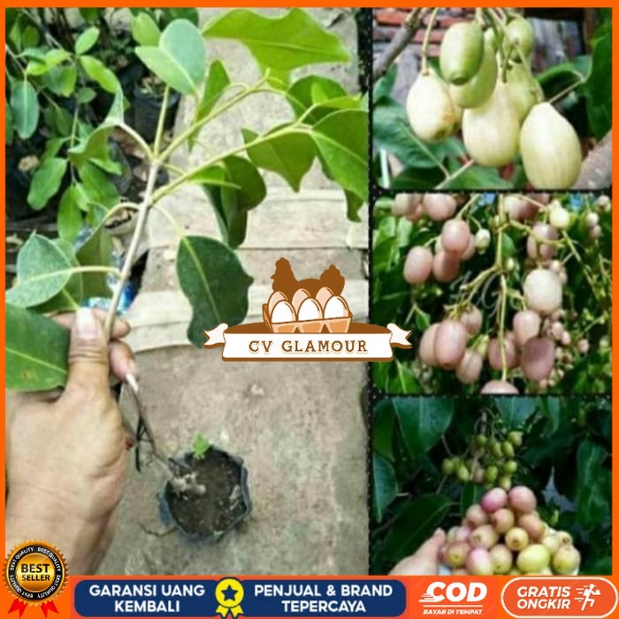 BIBIT JUWET PUTIH TANPA BIJI OKULASI/ BIBIT TANAMAN JUWET PUTIH UNGGUL Bibit Tanaman Super Unggul CV