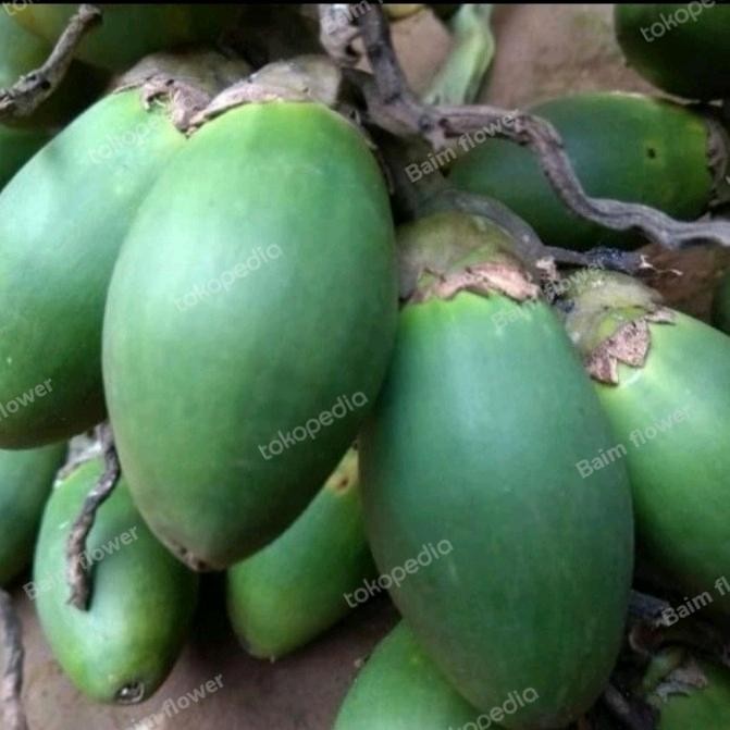 

Ready stok buah pinang ceming buah pinang muda segar