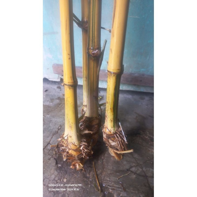 

Ready stok bambu kuning 70 cm per 5 pohon