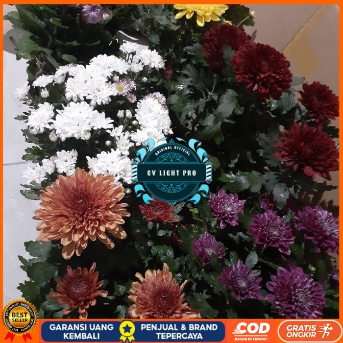 BIBIT BUNGA KRISAN SUDAH BERBUNGA Bibit Tanaman Super Unggul CV LIGHT PRO