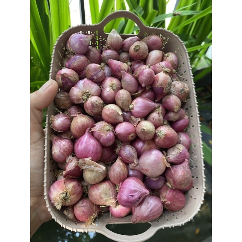 

(500gr) bawang merah nganjuk ukuran sedeng