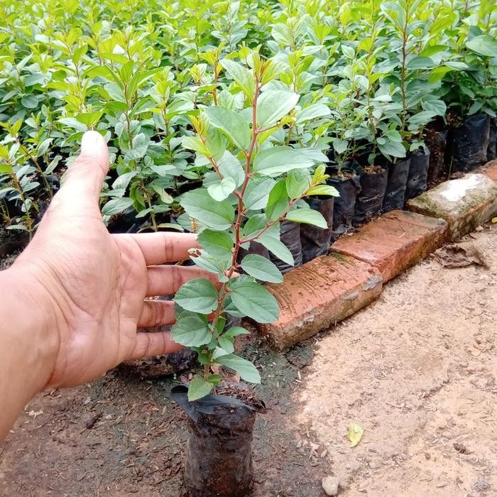 Bibit Pohon Bidara Arab Super ( Beli 5 Gratiis 1)