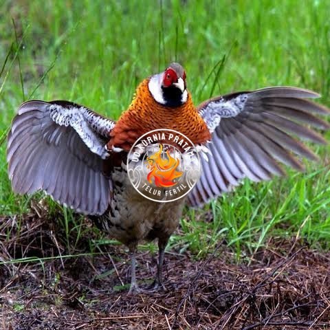 

Telur ayam hias ringneck elliot pheasant fertil siap ditetaskan UD KURNIA PRATAMA