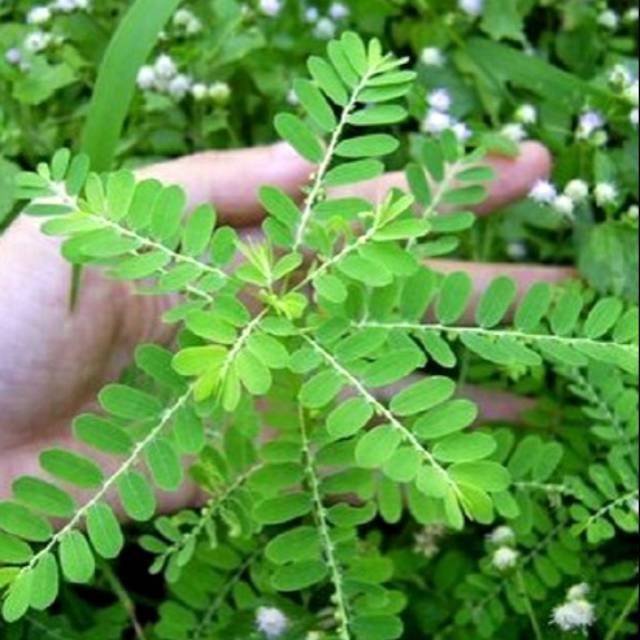 

Daun meniran segar organik netto 100gram siap petik