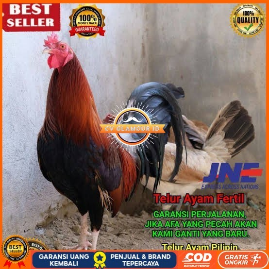 

Telur ayam hias pilipin fertil siap ditetaskan Langsung CV GLAMOUR ID