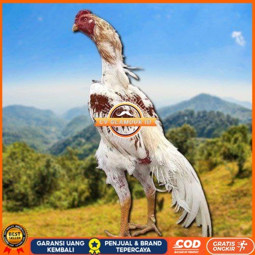 

Telur Shamo X BK clasik terlaris CV GLAMOUR ID