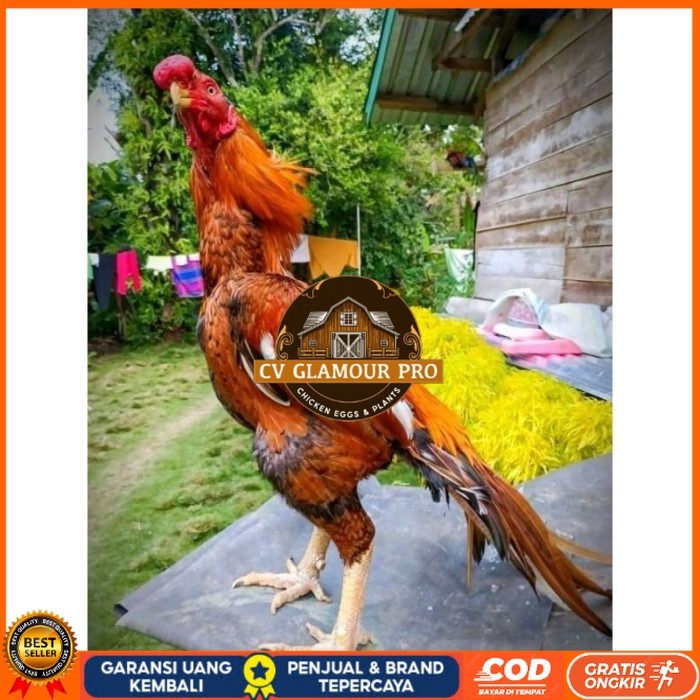 

TELUR ASEL PUKUL LARI INDUK JUARA.. PROMO original berkualitas CV GLAMOUR PRO