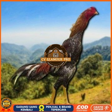 

Shamo Eropa Kelabu .Terlaris asli 100% CV GLAMOUR PRO