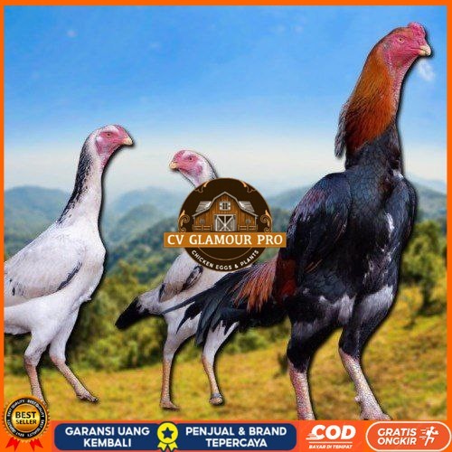 

telur fertil ayam shamo japan CV GLAMOUR PRO