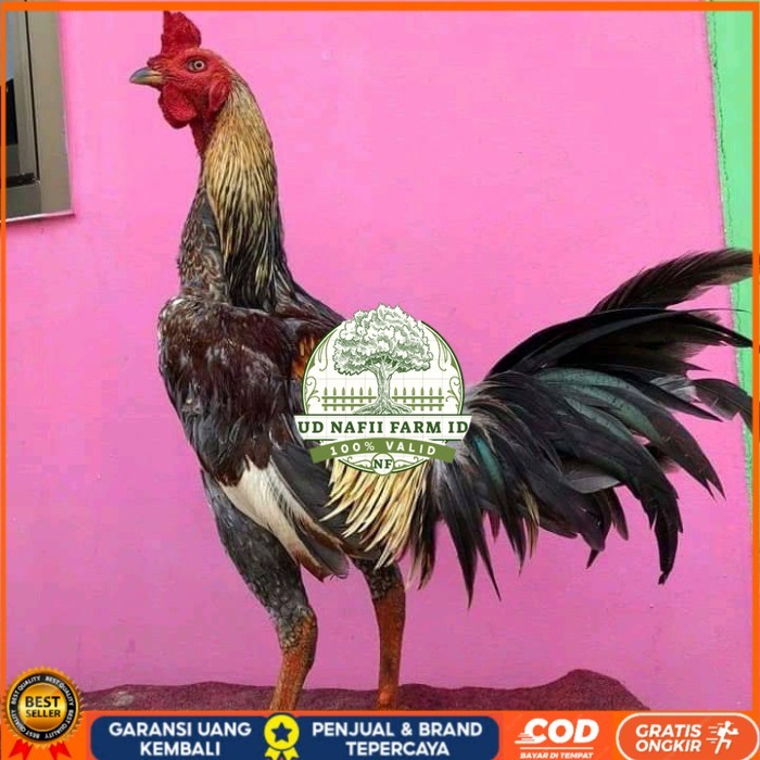 

Telur ayam bangkok pama mangon petarung fertil untuk ditetaskan UD NAFII FARM ID